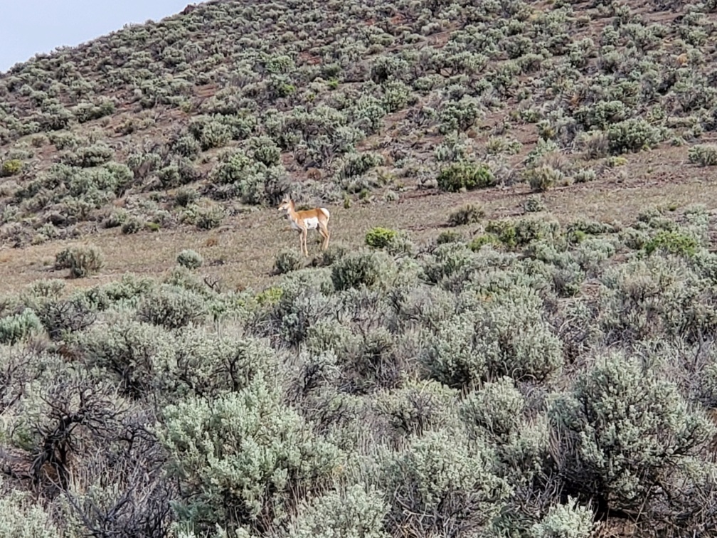 DT-047-2022-05-18 Antelope